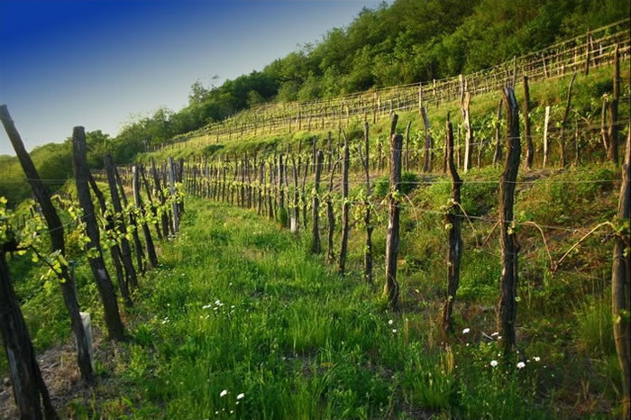 Agricoltura intelligente basata sull'IoT